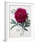 Floral Decoupage - Paeonia-Camille Soulayrol-Framed Giclee Print