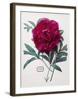 Floral Decoupage - Paeonia-Camille Soulayrol-Framed Giclee Print