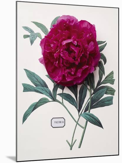 Floral Decoupage - Paeonia-Camille Soulayrol-Mounted Giclee Print