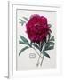 Floral Decoupage - Paeonia-Camille Soulayrol-Framed Giclee Print