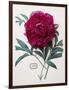 Floral Decoupage - Paeonia-Camille Soulayrol-Framed Giclee Print