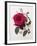 Floral Decoupage - Rosa-Camille Soulayrol-Framed Giclee Print