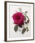 Floral Decoupage - Rosa-Camille Soulayrol-Framed Giclee Print