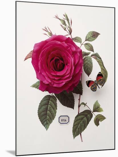 Floral Decoupage - Rosa-Camille Soulayrol-Mounted Giclee Print