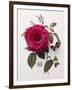 Floral Decoupage - Rosa-Camille Soulayrol-Framed Giclee Print