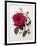 Floral Decoupage - Rosa-Camille Soulayrol-Framed Giclee Print