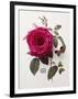 Floral Decoupage - Rosa-Camille Soulayrol-Framed Giclee Print