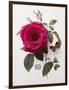 Floral Decoupage - Rosa-Camille Soulayrol-Framed Giclee Print