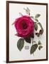 Floral Decoupage - Rosa-Camille Soulayrol-Framed Giclee Print