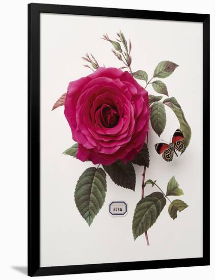 Floral Decoupage - Rosa-Camille Soulayrol-Framed Giclee Print