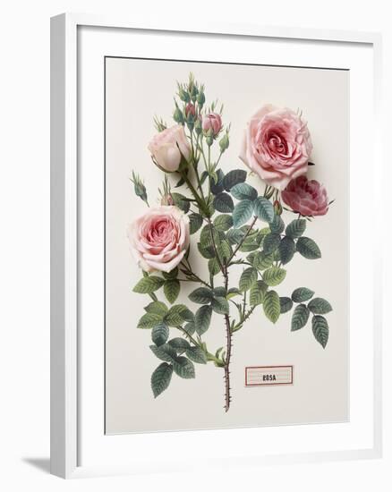 Floral Decoupage - Rosales-Camille Soulayrol-Framed Giclee Print