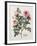 Floral Decoupage - Rosales-Camille Soulayrol-Framed Giclee Print