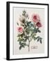 Floral Decoupage - Rosales-Camille Soulayrol-Framed Giclee Print