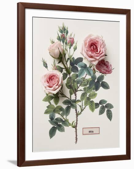 Floral Decoupage - Rosales-Camille Soulayrol-Framed Giclee Print