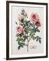 Floral Decoupage - Rosales-Camille Soulayrol-Framed Giclee Print