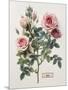 Floral Decoupage - Rosales-Camille Soulayrol-Mounted Giclee Print