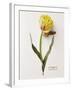 Floral Decoupage - Tulipa-Camille Soulayrol-Framed Giclee Print