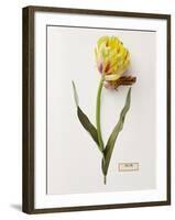 Floral Decoupage - Tulipa-Camille Soulayrol-Framed Giclee Print