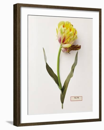 Floral Decoupage - Tulipa-Camille Soulayrol-Framed Giclee Print