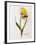 Floral Decoupage - Tulipa-Camille Soulayrol-Framed Giclee Print