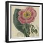 Floral Delight IV-Vision Studio-Framed Art Print