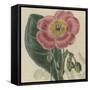 Floral Delight IV-Vision Studio-Framed Stretched Canvas