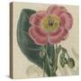 Floral Delight IV-Vision Studio-Stretched Canvas