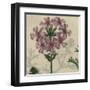 Floral Delight VI-Vision Studio-Framed Art Print