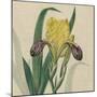 Floral Delight VII-Vision Studio-Mounted Art Print