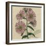 Floral Delight VIII-Vision Studio-Framed Art Print