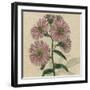 Floral Delight VIII-Vision Studio-Framed Art Print