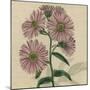 Floral Delight VIII-Vision Studio-Mounted Art Print