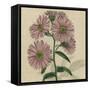 Floral Delight VIII-Vision Studio-Framed Stretched Canvas