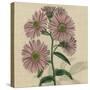 Floral Delight VIII-Vision Studio-Stretched Canvas