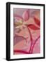 Floral Depth II-Ruth Palmer-Framed Art Print