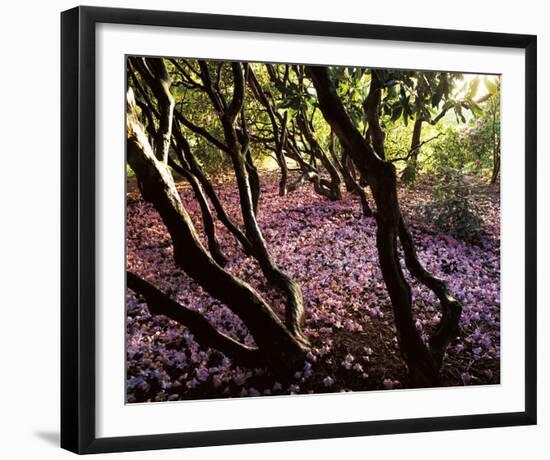 Floral Descent-Bent Rej-Framed Giclee Print