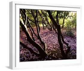 Floral Descent-Bent Rej-Framed Giclee Print