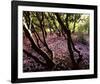 Floral Descent-Bent Rej-Framed Giclee Print