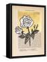 Floral Diary II-Vanna Lam-Framed Stretched Canvas