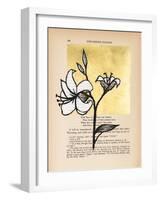 Floral Diary IV-Vanna Lam-Framed Art Print