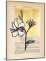 Floral Diary IV-Vanna Lam-Mounted Art Print