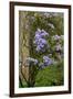 Floral Display, Crystal Springs Rhododendron Garden, Oregon, USA-Chuck Haney-Framed Premium Photographic Print