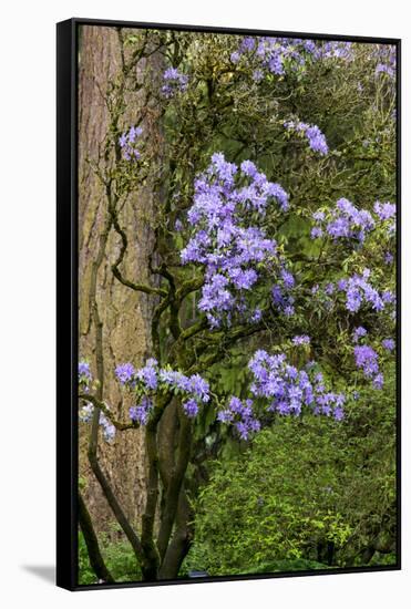 Floral Display, Crystal Springs Rhododendron Garden, Oregon, USA-Chuck Haney-Framed Stretched Canvas