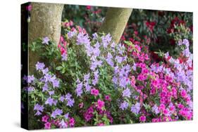 Floral Display, Crystal Springs Rhododendron Garden, Oregon, USA-Chuck Haney-Stretched Canvas