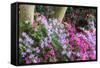 Floral Display, Crystal Springs Rhododendron Garden, Oregon, USA-Chuck Haney-Framed Stretched Canvas