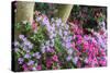 Floral Display, Crystal Springs Rhododendron Garden, Oregon, USA-Chuck Haney-Stretched Canvas
