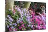 Floral Display, Crystal Springs Rhododendron Garden, Oregon, USA-Chuck Haney-Mounted Photographic Print