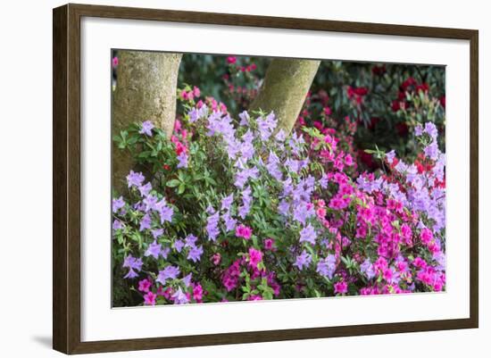 Floral Display, Crystal Springs Rhododendron Garden, Oregon, USA-Chuck Haney-Framed Photographic Print