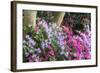 Floral Display, Crystal Springs Rhododendron Garden, Oregon, USA-Chuck Haney-Framed Photographic Print