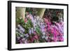 Floral Display, Crystal Springs Rhododendron Garden, Oregon, USA-Chuck Haney-Framed Photographic Print